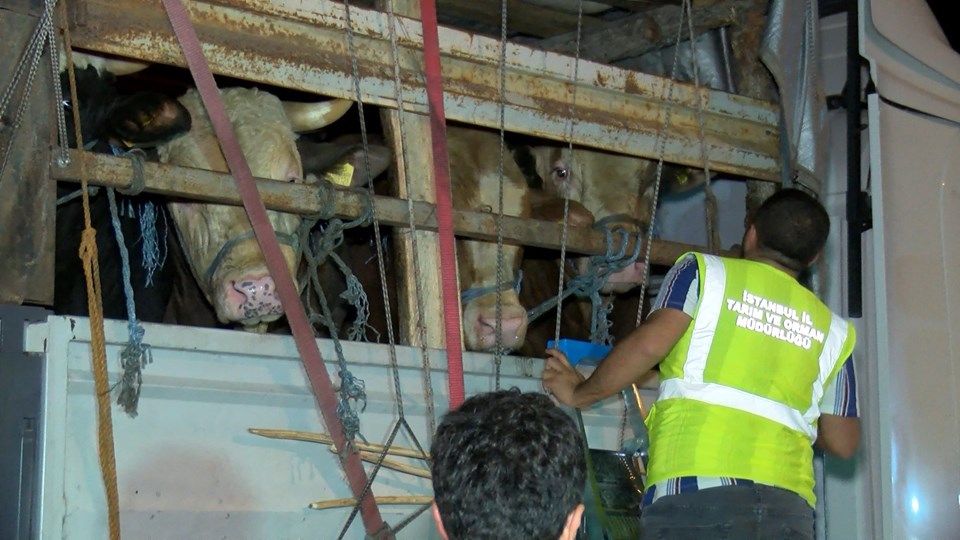 Kurbanlık hayvanların İstanbul’a girişi başladı - 1