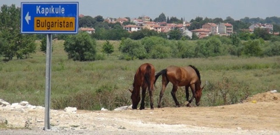 Edirne'nin başıboş at sorunu çözülemiyor - 1