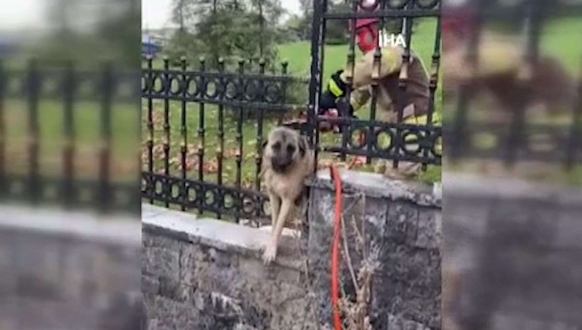 Korkuluklara sıkışan köpeğin yardımına koştular HHturc Haber, Son