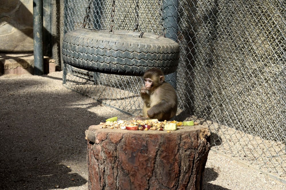 Yeni ailesi "Fıstık"ı kabul etti! - 1