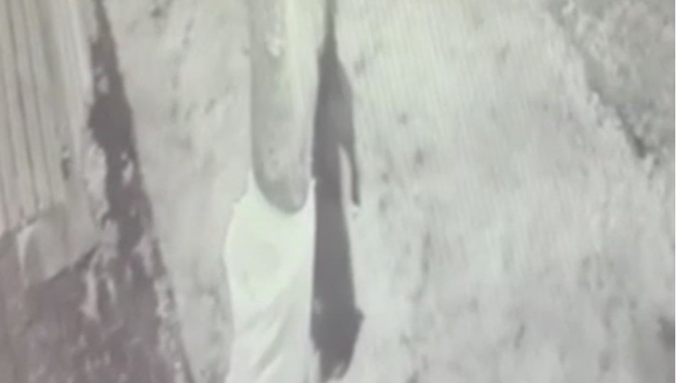 İstanbul'da polise pitbull saldırısı