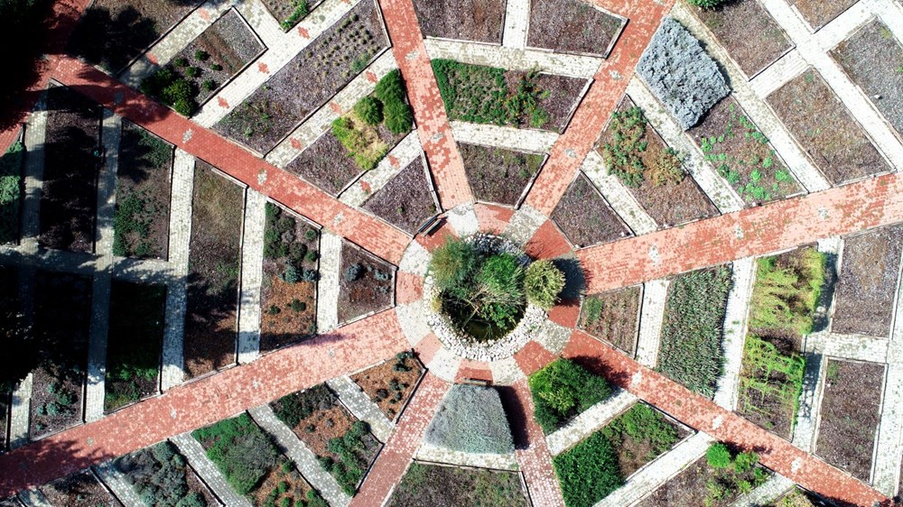 Sakın barbunya sanıp yemeyin! (Siyanürden 6 bin kat daha zehirli) - 4