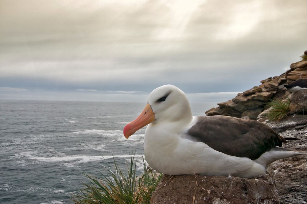 Küresel ısınma dünyanın en sadık canlılarını değiştirdi: Albatroslar arasındaki 'boşanma'lar arttı - 4