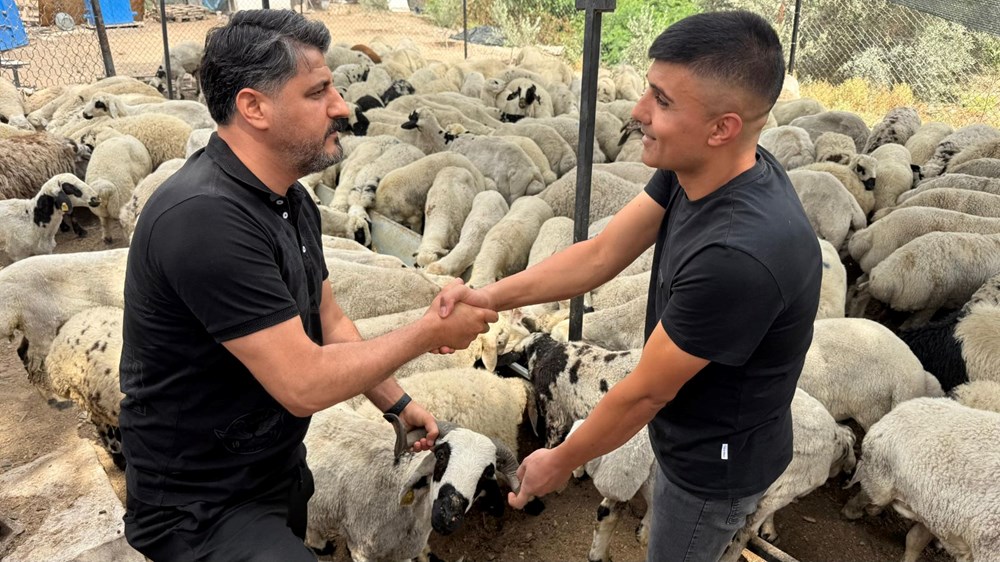 Kurbanlık alırken dikkat: Tuz ve sumak koyunları şişkin gösteriyor - 1