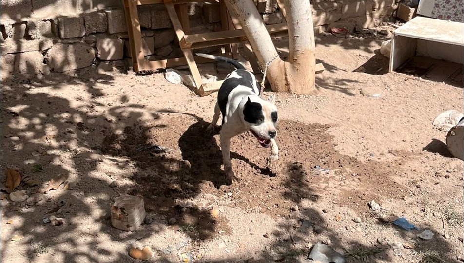 Konya’da pitbull besleyen 3 kişiye toplam 44 bin 946 lira ceza