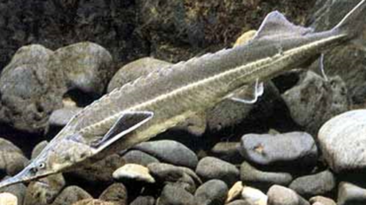 mersin baligi icin umut isigi ntv