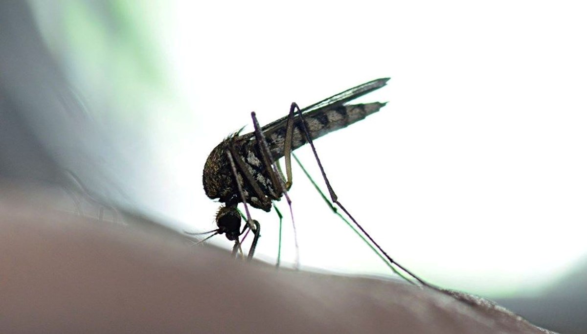 Yunanistan'da Batı Nil Virüsü vakalarında ürküten artış