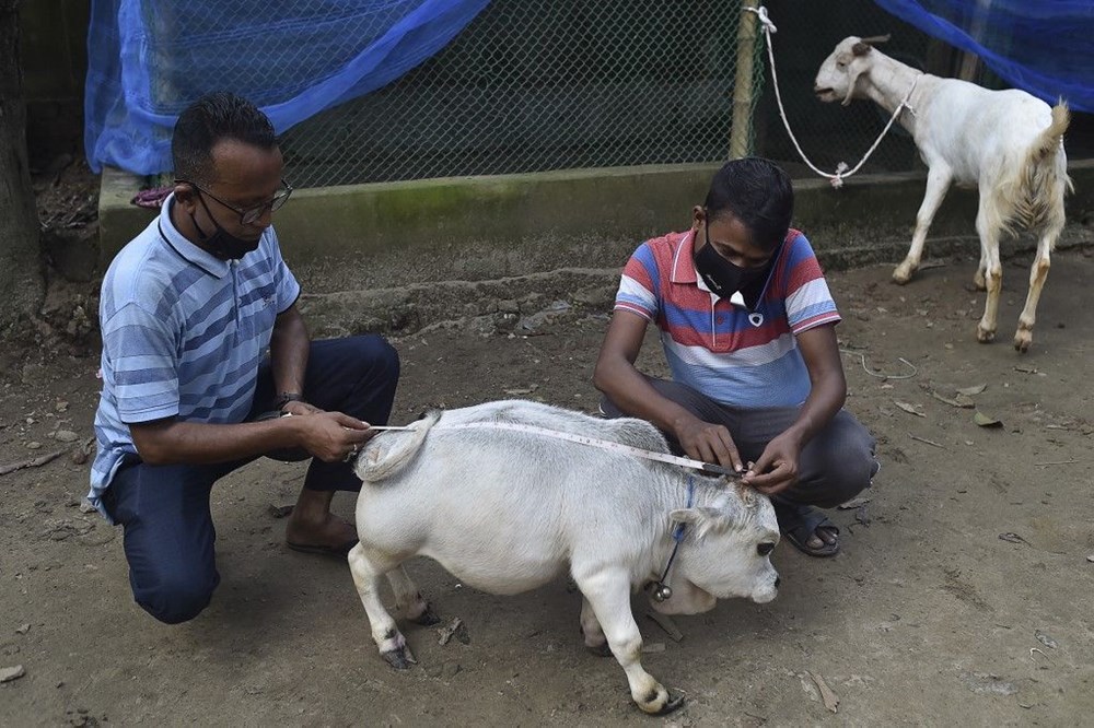 Binlerce kişi cüce ineği görmek için akın etti: Halk sağlığını tehdit ediyor - 7