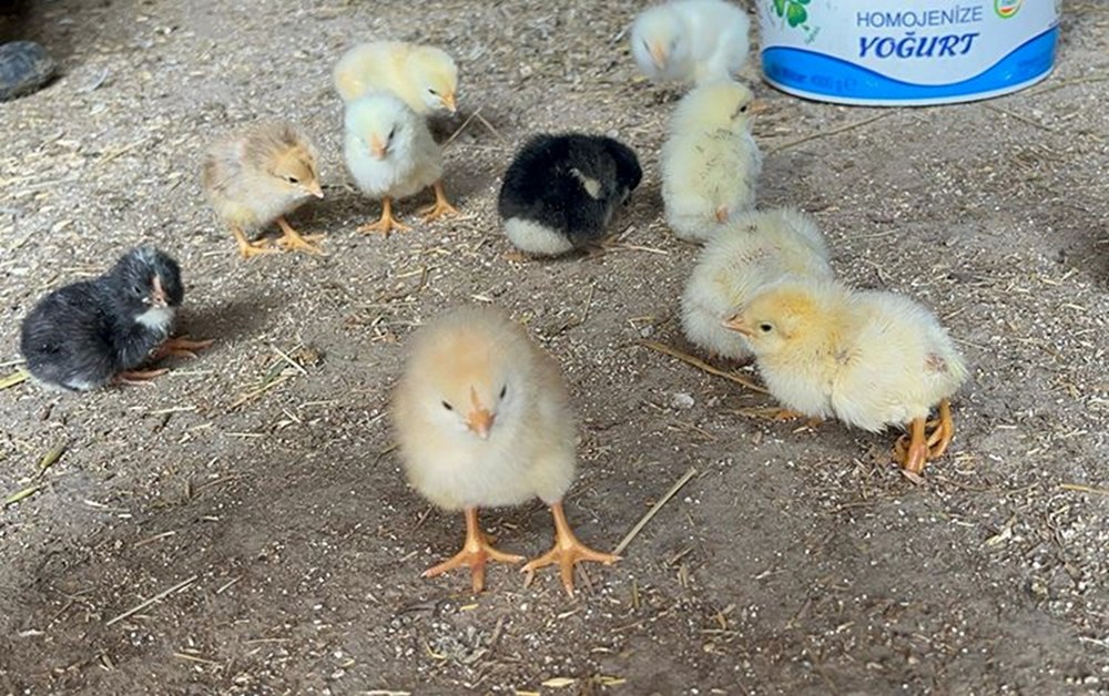 Çankırı'daki manzara şaşırtmıştı: 4 ayaklı civciv nasıl olur? Sebebini veteriner açıkladı 73 A2VIA RoW0W THJ8cnURYQ