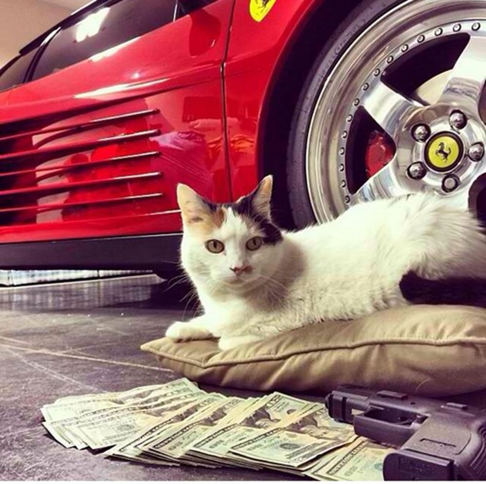 Мир животных. Собачки в богатой жизни. Богатая собака. Мир животных африка. Много песиков.