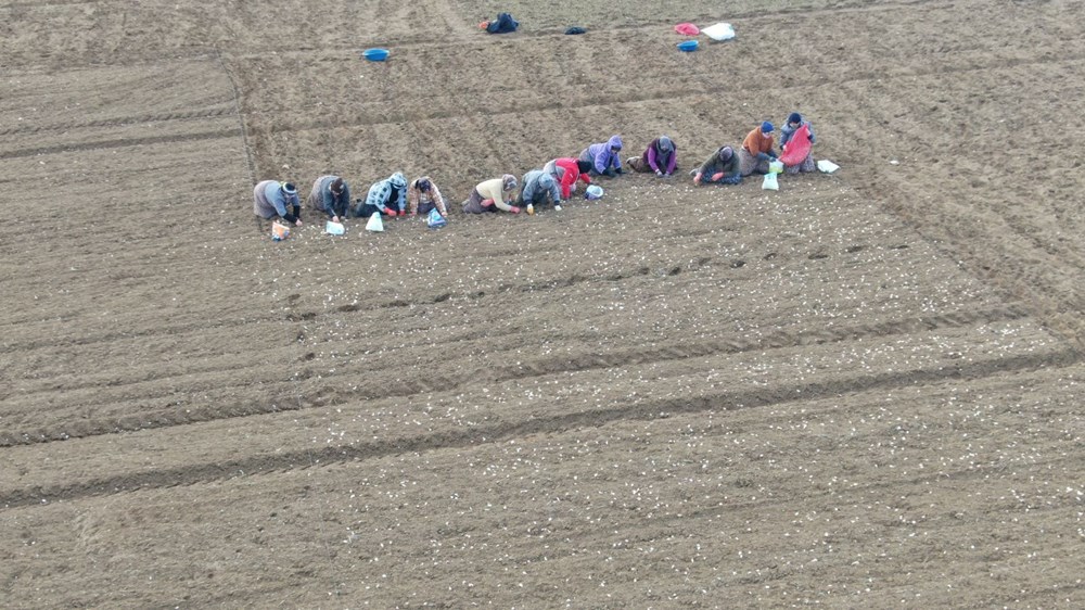 35 yıldır sarımsak tarlasında çalışıyor: "Düğüne gider gibi sarımsak tarlasına geliyorum" - 3