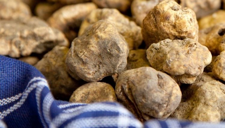 Dünyanın en pahalı besini: Kralların yiyeceği olarak da biliniyor, hem kalbi koruyor hem kansere savaş açıyor