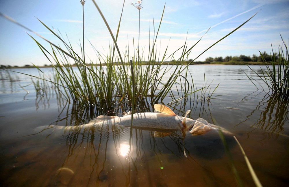 Polonya'nın Oder Nehri'nde ekolojik felaket: Binlerce balık nedeni bilinmeyen bir şekilde öldü - 4