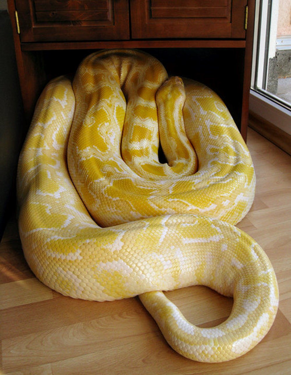kingsnake.com photo gallery Burmese Pythons Snake-wad