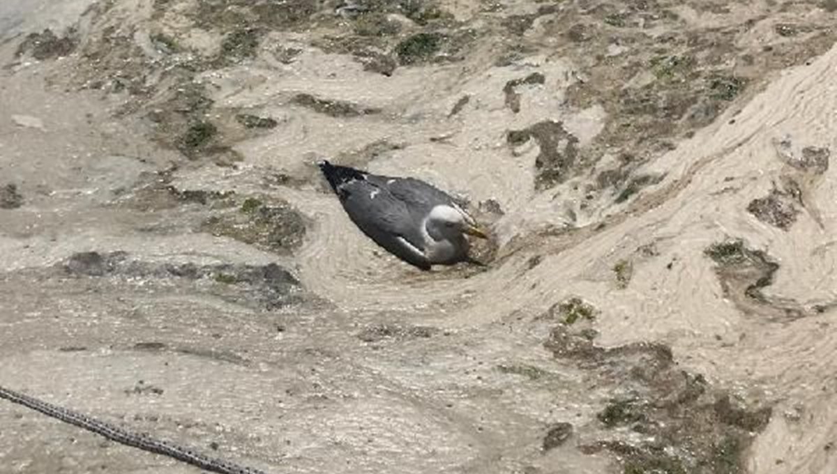 İzmit Körfezi yeniden deniz salyası ile kaplandı: Martı salyaya saplandı