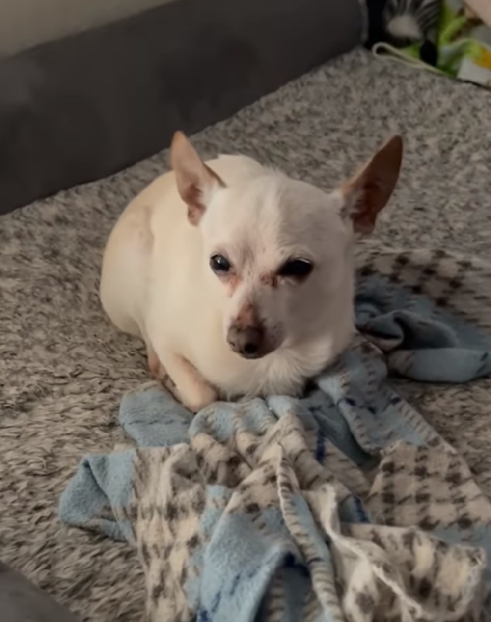 Guinness duyurdu: Dünyanın yaşayan en yaşlı köpeği - 2