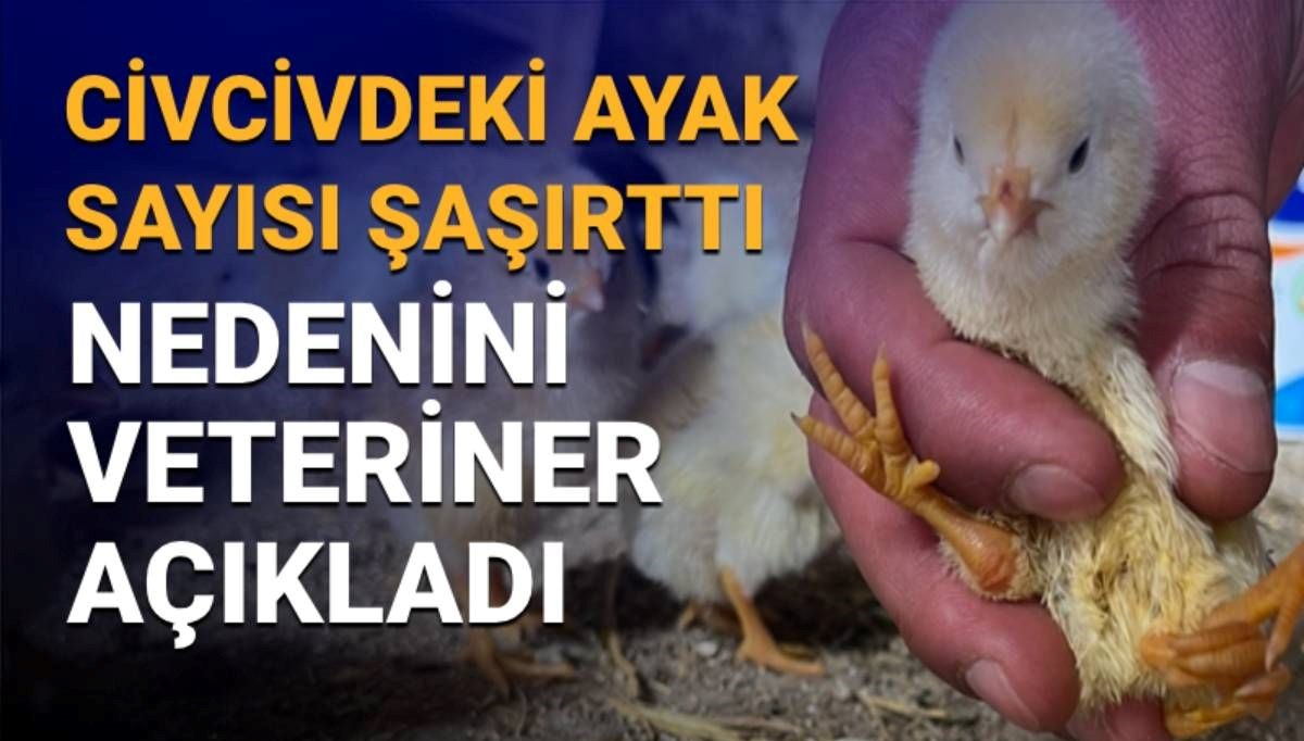 4 ayaklı civciv nasıl olur? Sebebini veteriner açıkladı