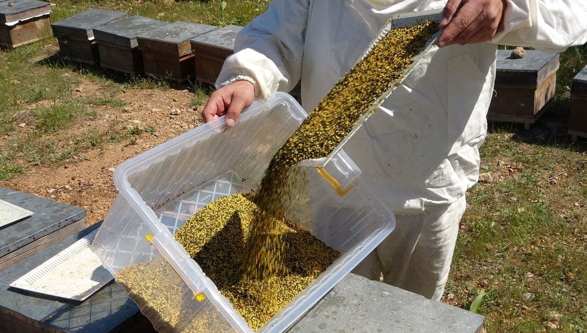 Kilosu bin 300 TL'den başlıyor: Amino asit zengini