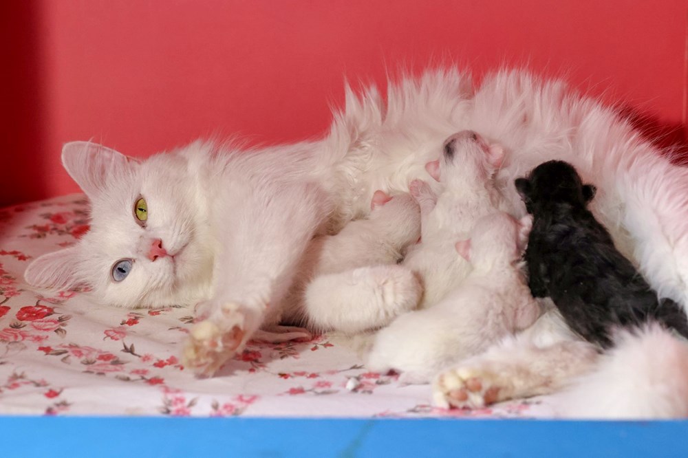 'En güzel Van kedisi' seçilen 'Mia' siyah yavru dünyaya getirdi - 2