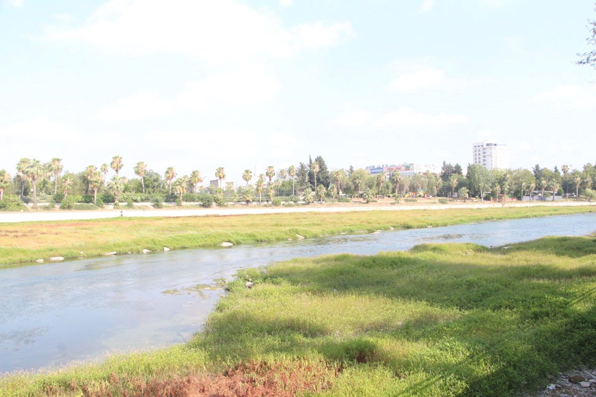 Seyhan Nehri yosun bataklığına döndü