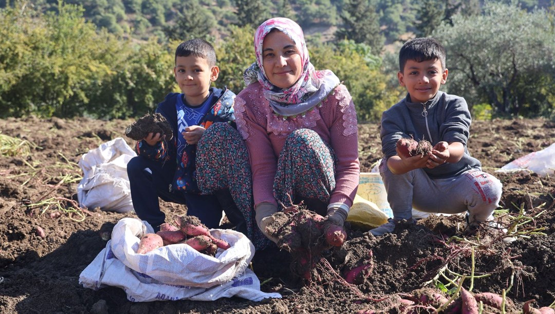 Hatay'ın bereketli topraklarında yetişiyor: Ezberlerdeki patates algısını bozan sebze