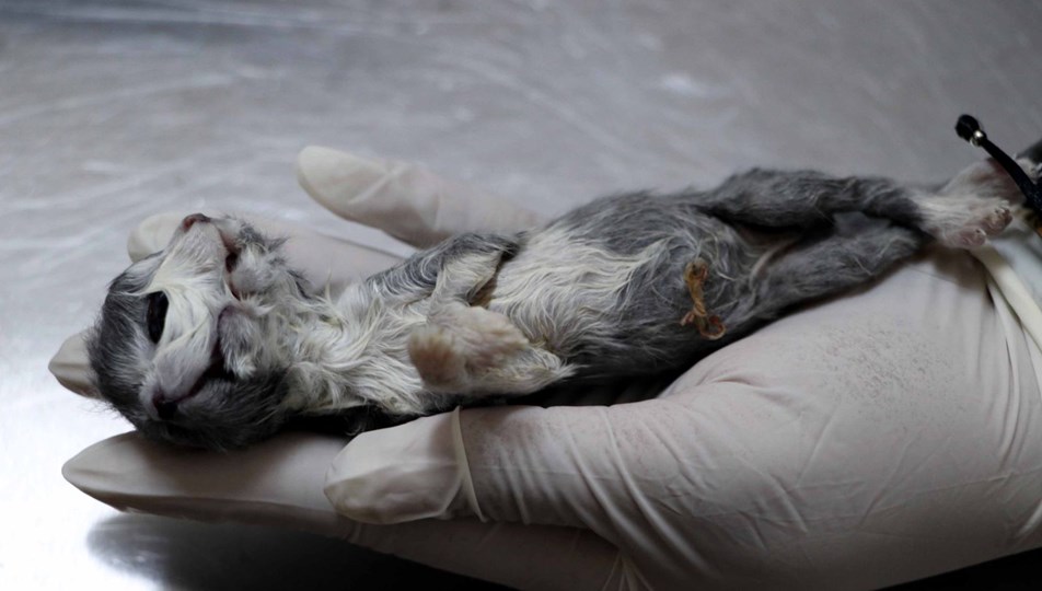 Çift başlı doğan kedi bir saat yaşayabildi