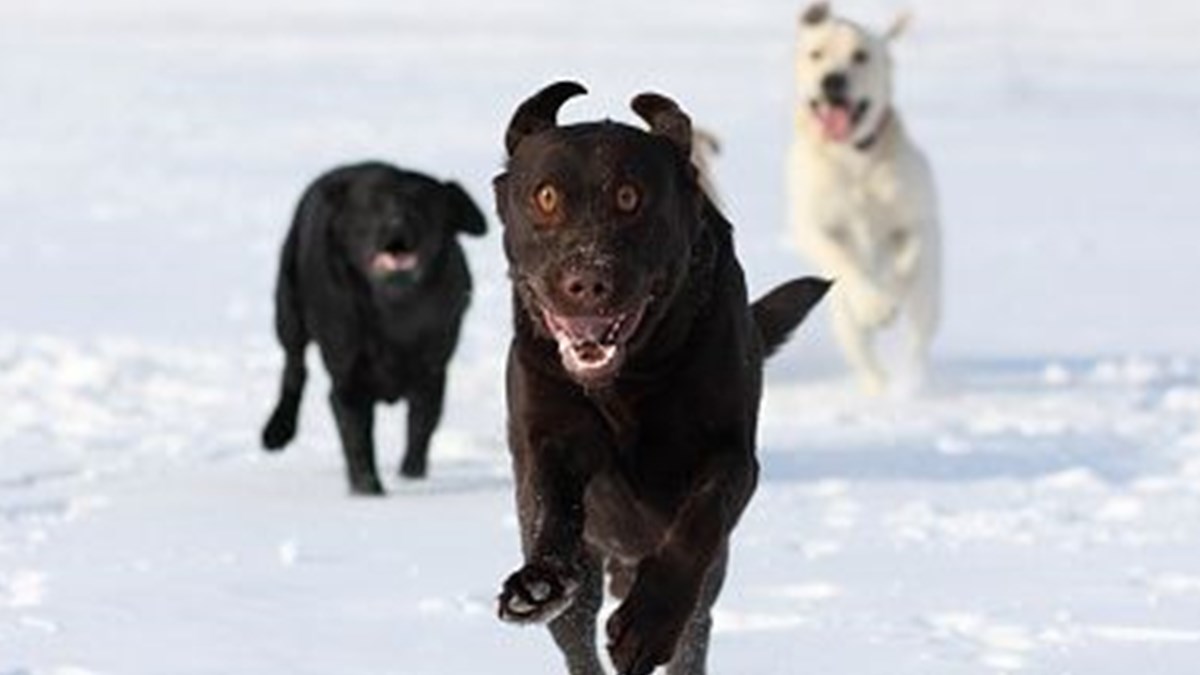 8 soru 8 cevapla kuduz hastaligi 28 eylul dunya kuduz hastaligi gunu saglik haberleri ntv