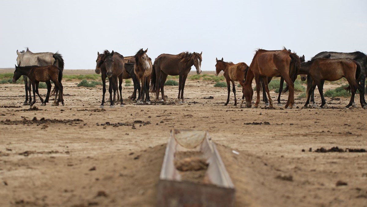 İklim değişikliğinin vurduğu Kazakistan'da binlerce hayvan öldü