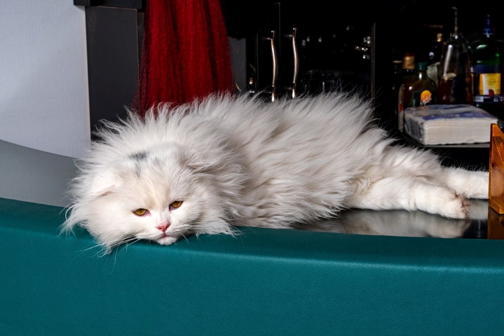 Bilim insanları en güzel ve en çirkin kedi türlerini açıkladı (Türkiye'ye özgü iki kedi türü listede) - 27