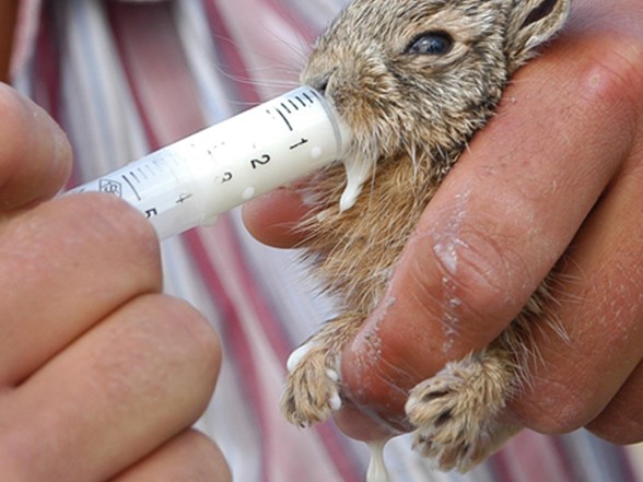 yaban tavsaninin karnindaki yavrular