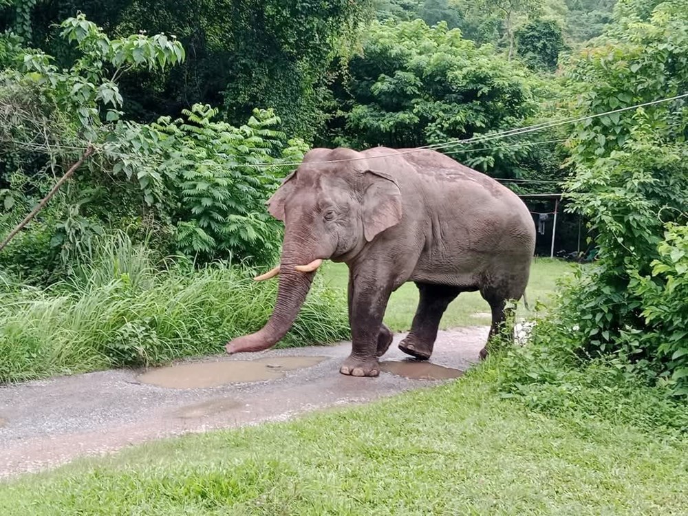 Marketine girip atıştırmalıkları yiyen fili sapanla kovaladı - 1