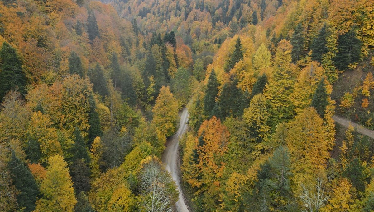 Bolu ormanlarında renk cümbüşü mest etti