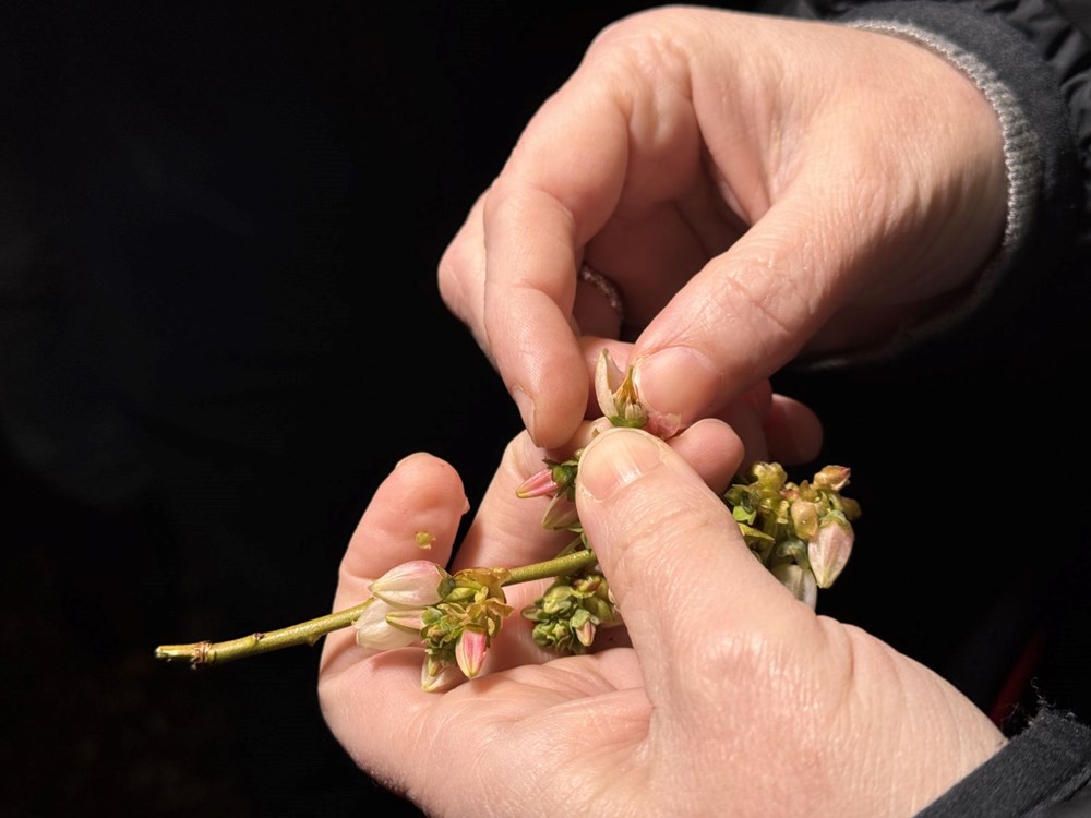 36 ili zirai don vurdu 73