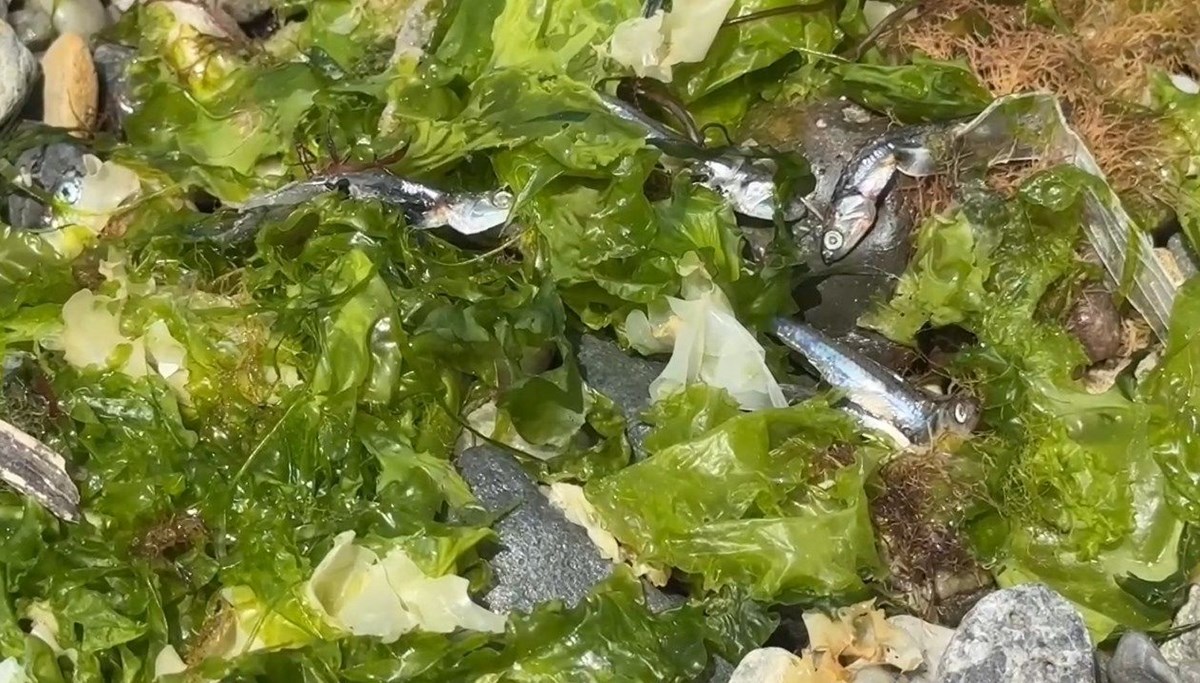 Avcılar sahilinde tedirgin eden görüntü: Ölü balıklar kıyıya vurdu Avcılar sahilinde tedirgin eden görüntü: Ölü balıklar kıyıya vurdu
