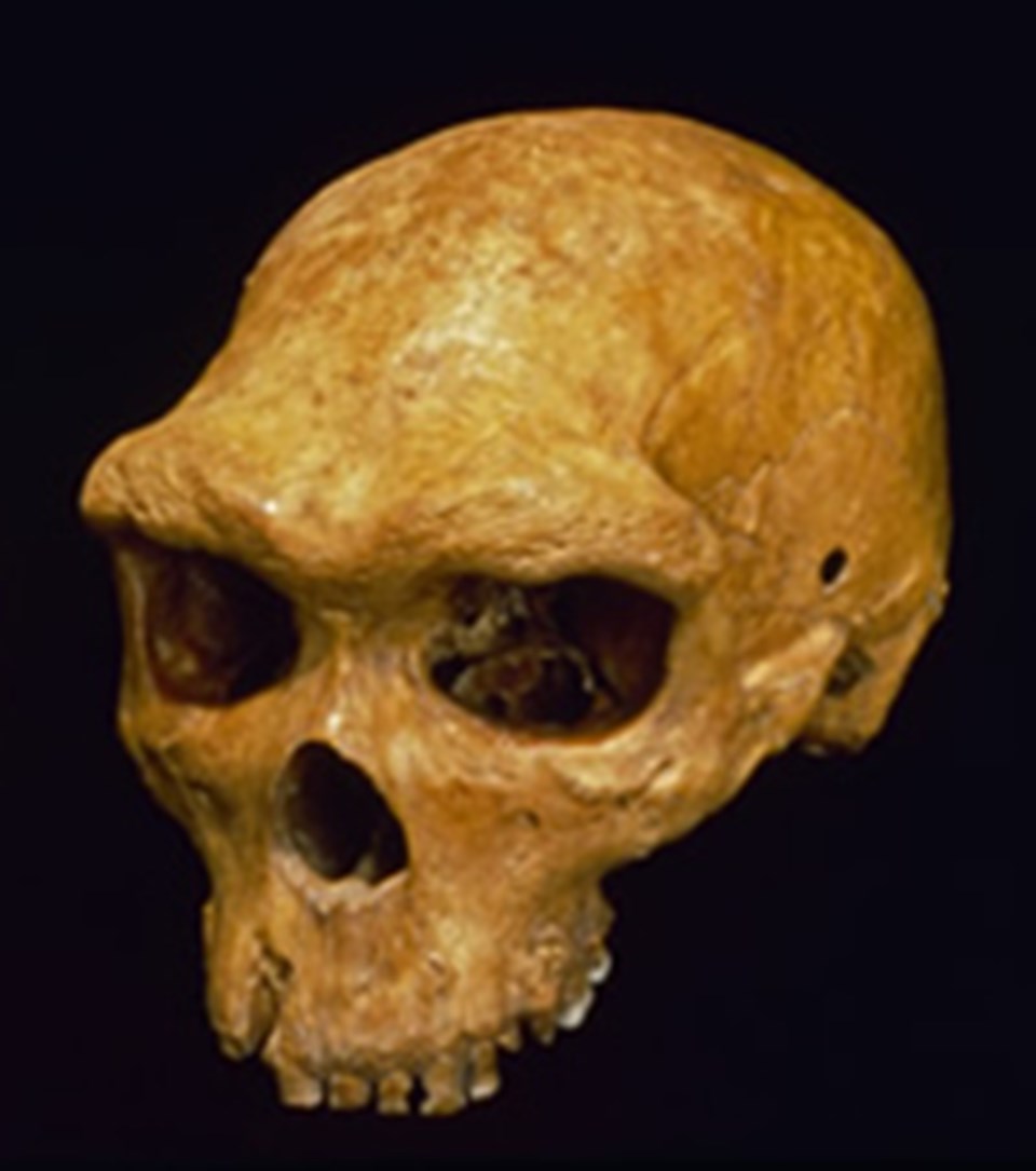Denisovan'ın atası olduğu düşünülen Homo heidelbergensis. 