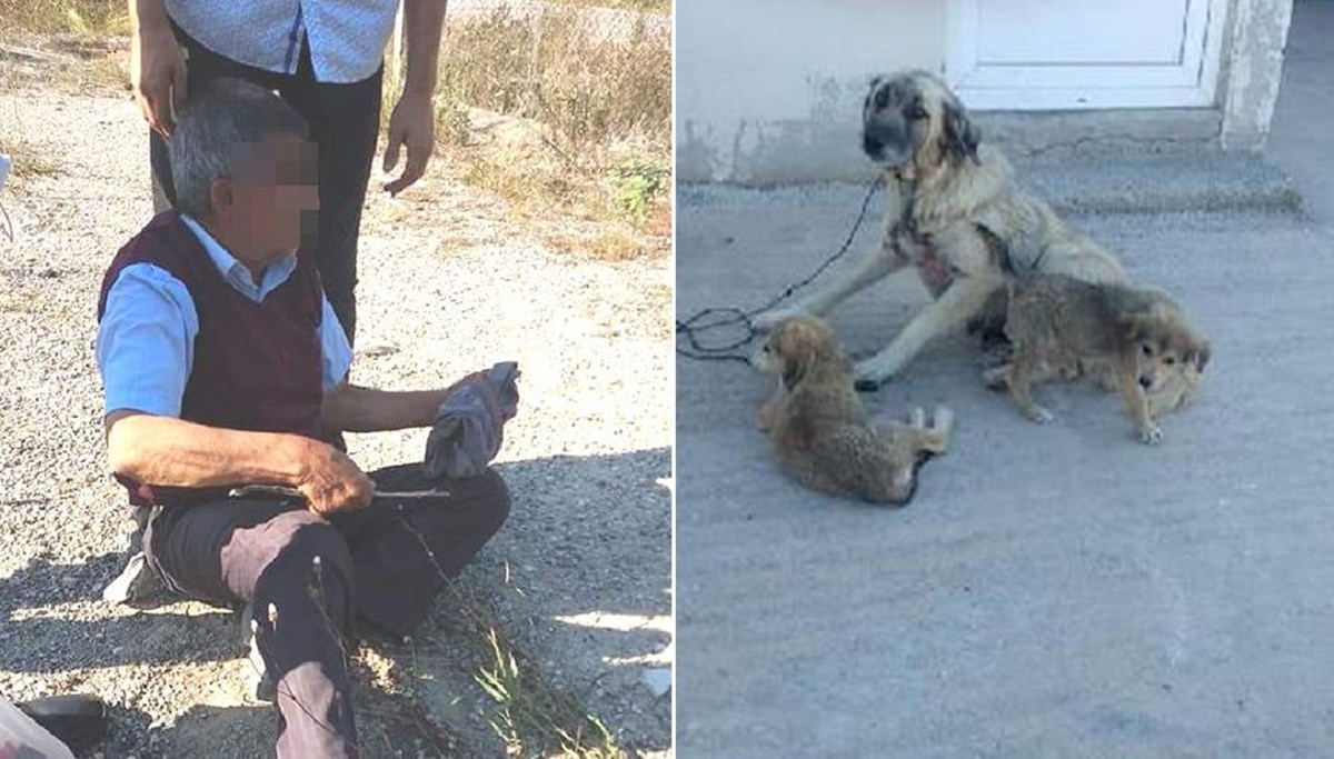 Köpeğe cinsel saldırı sanığına 5 ay hapis ve 600 TL ceza Köpeğe cinsel saldırı sanığına 5 ay hapis ve 600 TL ceza