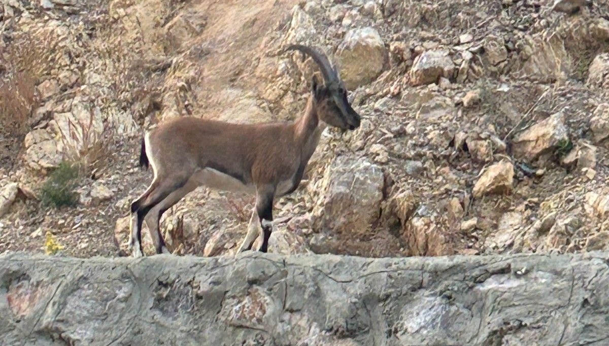Kaçak avcıdan şaşırtan savunma: 