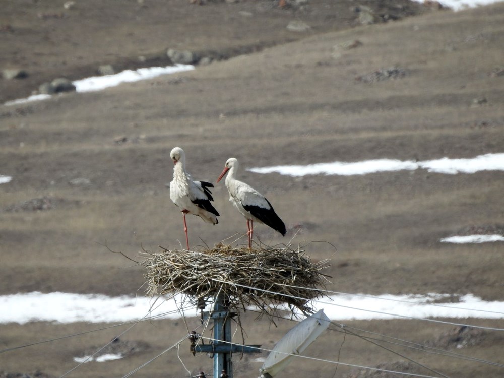 Baharın müjdecisi leylekler karla kaplı Ardahan'da - 3