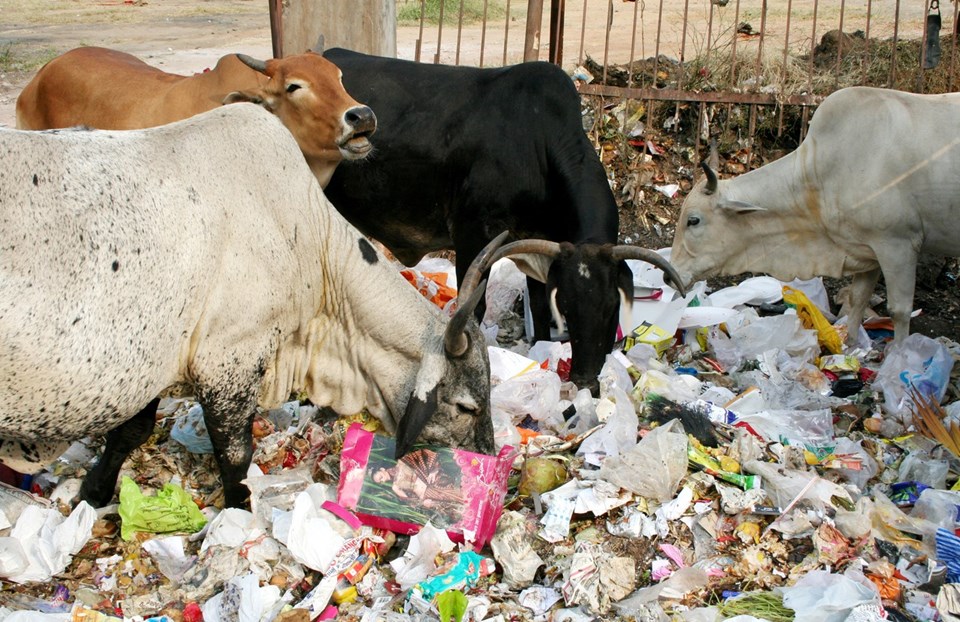 Plastik atıklara yeni çözüm: İnekler yok edebiliyor - 1