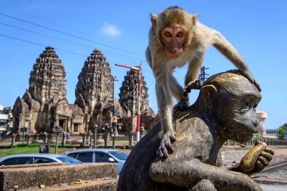 Tayland'ın Lopburi kentinin hakimi maymunlar - 3