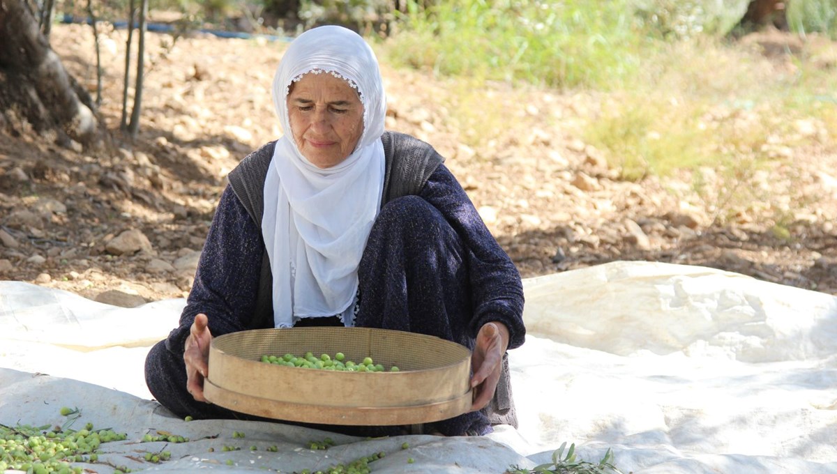 Dededen kalma yöntemle yetiştiriliyor: Kuraklık nedeniyle tehlike altında