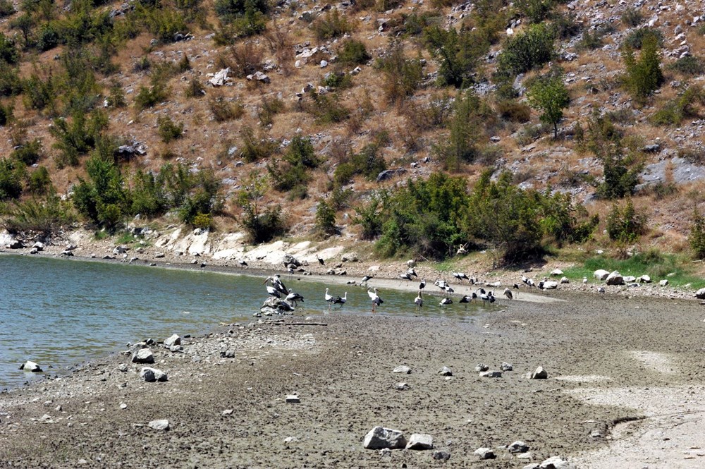 Binlerce kuşa ev sahipliği yapıyor... Toplu balık ölümlerinin nedeni belli oldu - 4