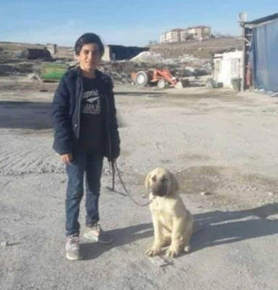 Ankara'da köpeklerin saldırısına ağır yaralanan 12 yaşındaki Enes Koca, hayati tehlikeyi atlattı - 2
