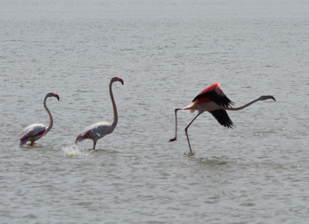 Flamingolar Tuz Gölü'ndeki evlerine geldi - 4
