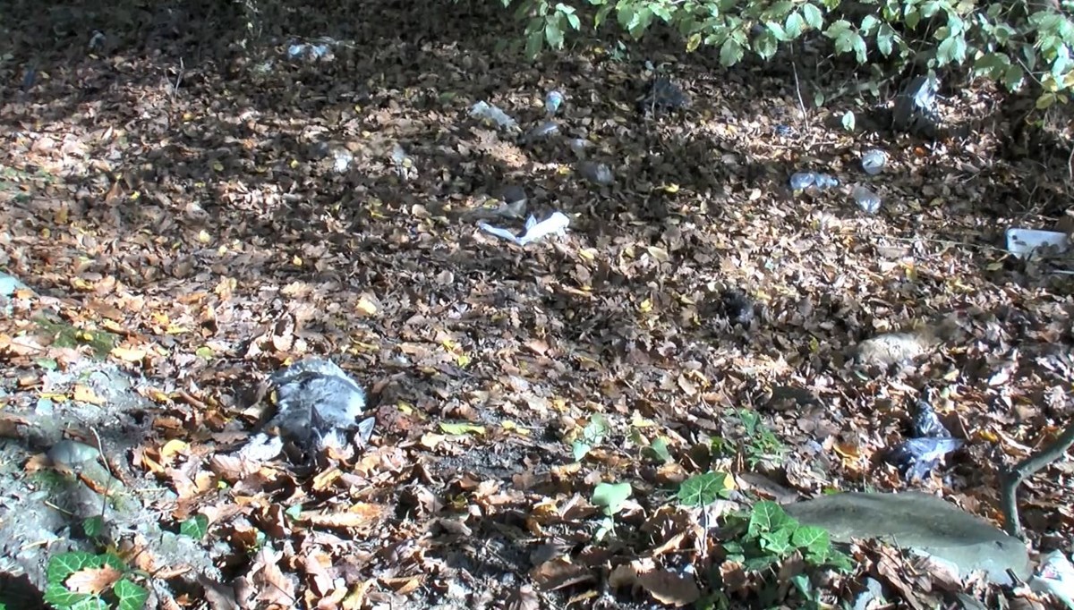 İstanbul'da yol kenarına çok sayıda kedi ve kuş ölüsü atıldı
