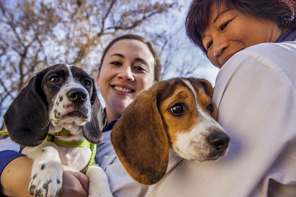 Dünyanın ilk köpek tüp bebekleri NTV