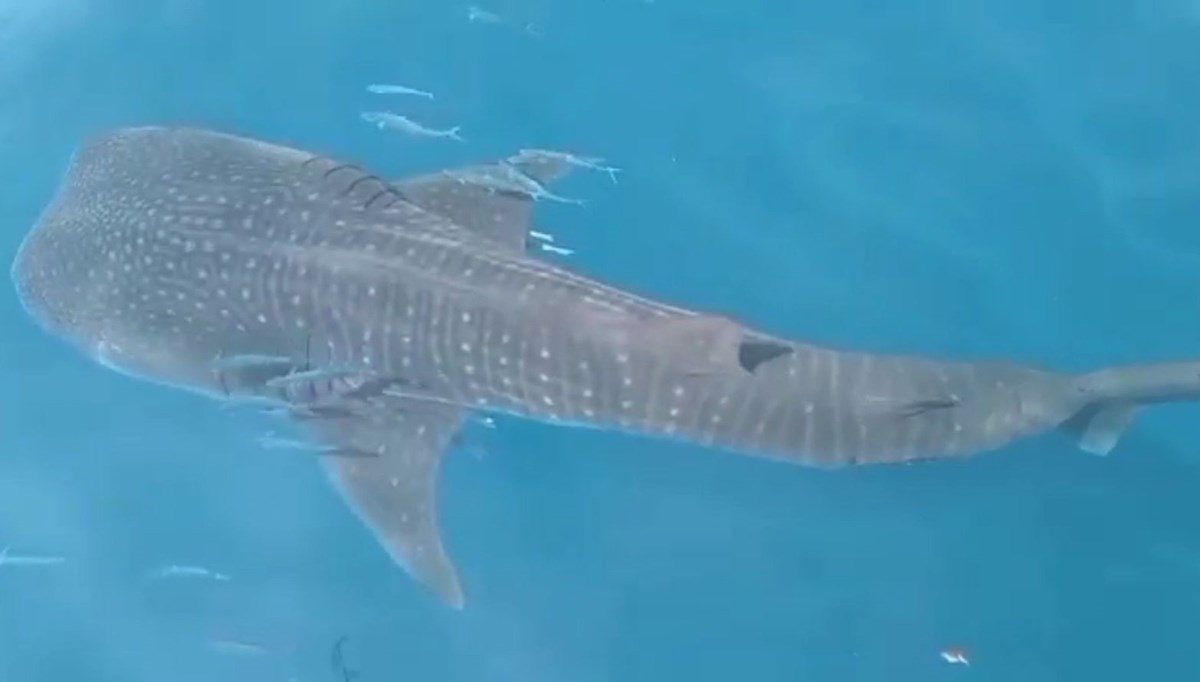 Hatay Samandağ açıklarında balina köpek balığı görüldü