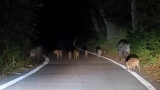 Elazığ'da domuz sürüsü yola indi