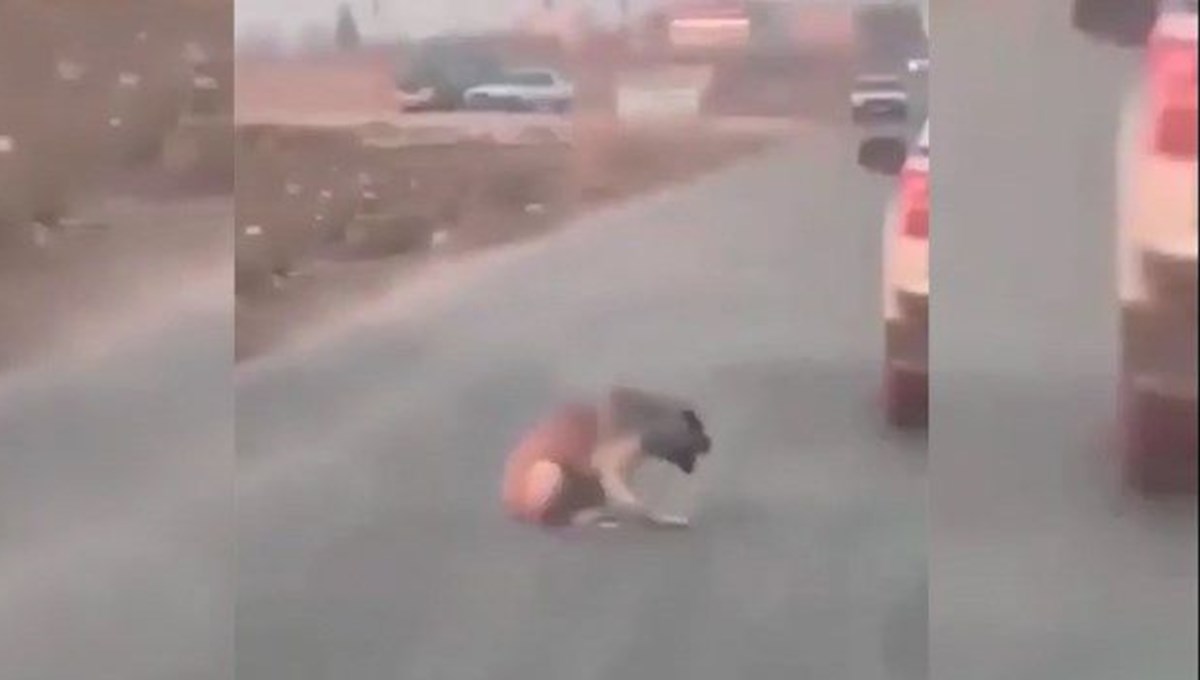 Araçtan köpeğe ateş edip yaralayan şüpheli yakalandı