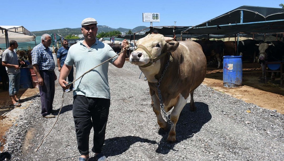 1,5 tonluk "Toros Kaplanı" 270 bin TL'den satıldı